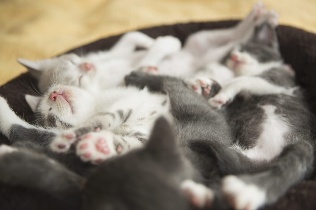 A litter of grey and white kittens asleep in a small cat bed.,Kitten