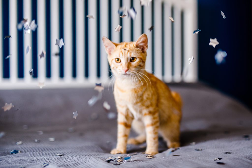 the-red-kitten-lies-on-gray-blanket-looking-aroun-2024-09-23-03-17-44-utc