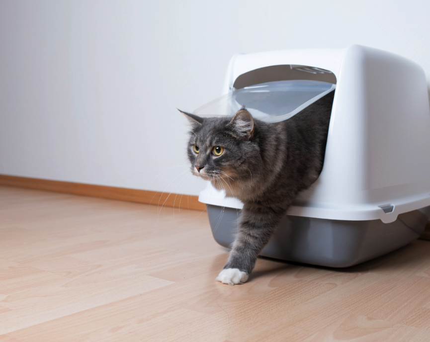 temel kedi ürünleri temiz ve tozsuz kedi kumu